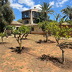 Finca Portico (f006) in Portol Foto 67