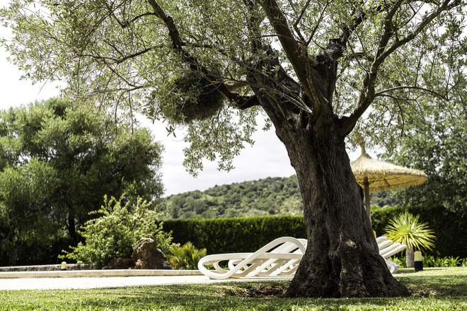 Finca Avellana (f238) in Pollensa Foto 10