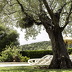 Finca Avellana (f238) in Pollensa Foto 10