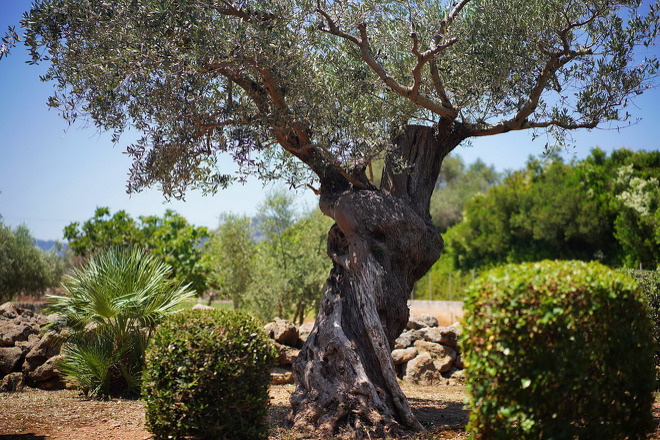 Finca Vinyol (f576) in Puerto Pollensa Foto 10