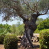 Finca Vinyol (f576) in Puerto Pollensa Foto 10